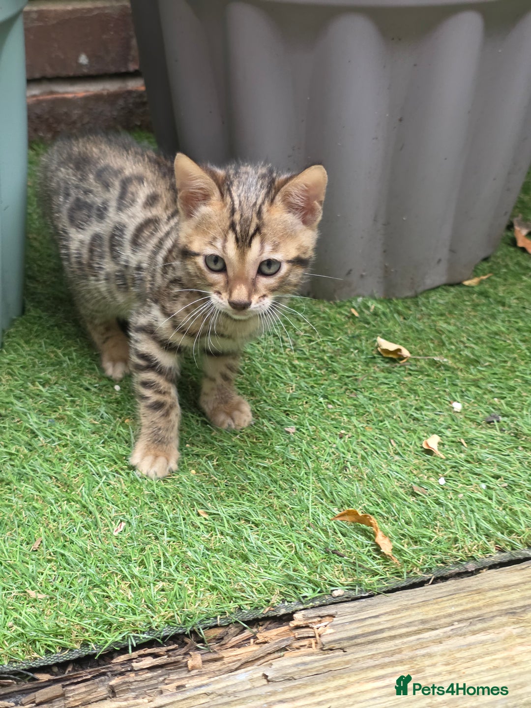 Bengal cats for sale: ✨ Bengal Kittens Looking for Loving Homes ✨ - Image 6