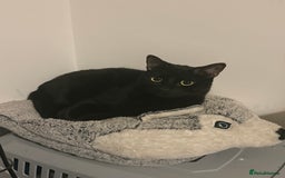 American Shorthair cats for sale: 2 cats in need of a new home - Advert 2