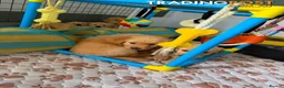 Golden Retriever dogs for sale: Beautiful Purebred golden retriever puppies - Advert 1