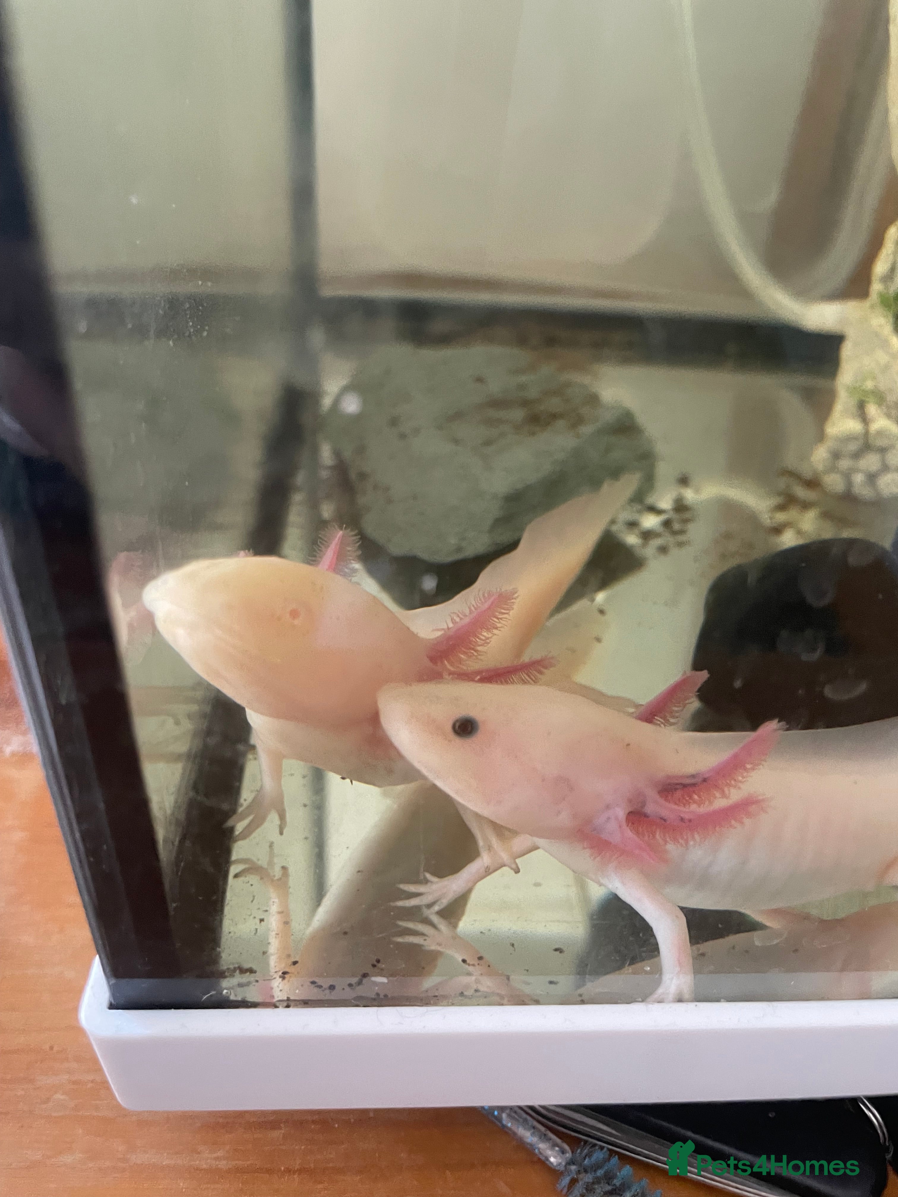 Other/Mixed Breed fish Axolotls for sale in Walsall - Advert 4