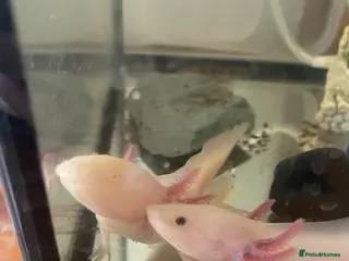 Other/Mixed Breed fish Axolotls for sale in Walsall - Advert 4