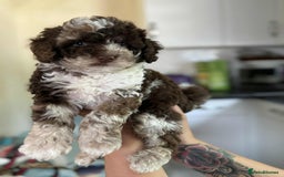 Sheepadoodle dogs for sale: F1b mini sheepadoodles - Image 13