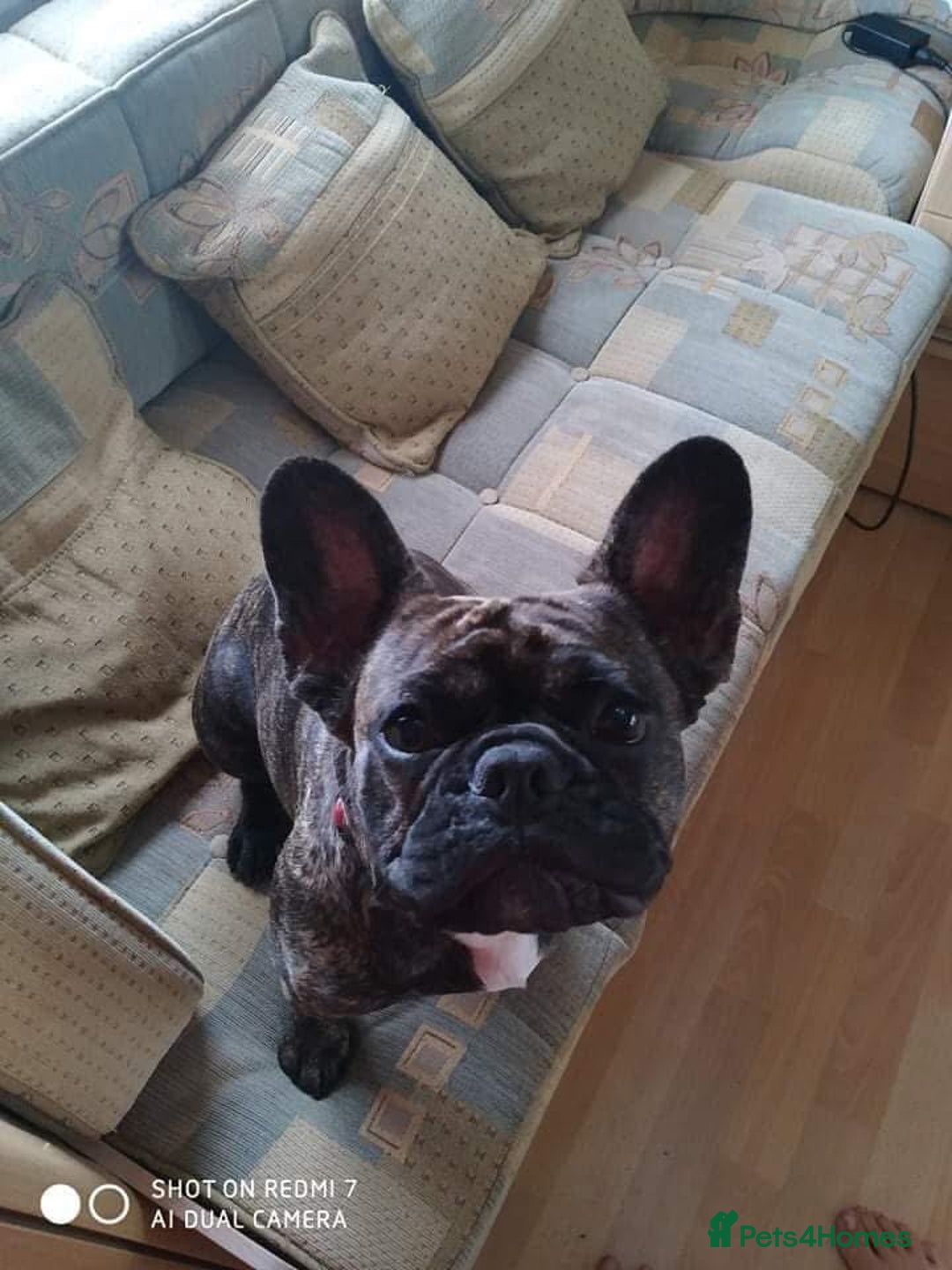 French Bulldog dogs for sale: 🏆KC registered, Standard French Bulldog Puppies🏆 - Image 30