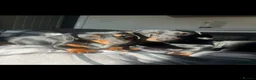Miniature Dachshund dogs for sale: Miniature dachshund puppies  - Advert 1