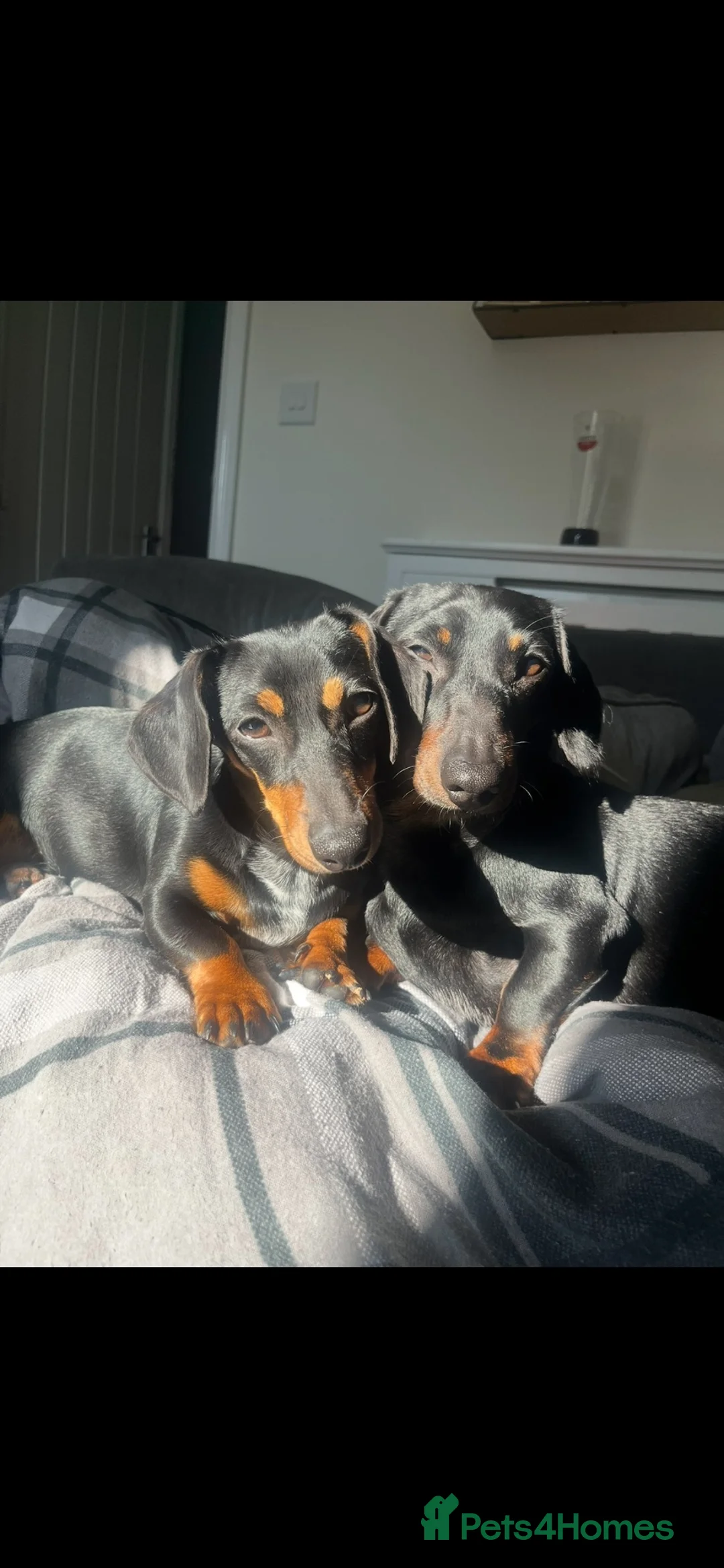 Miniature Dachshund dogs for sale: Miniature dachshund puppies  - Advert 1