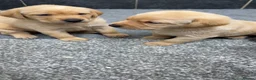 Labrador Retriever dogs for sale: Beautiful chunky Labrador pups  in Doncaster - Advert 15