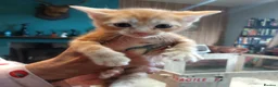 Mixed Breed cats for sale: Gingal kitte s x 5 - Advert 8