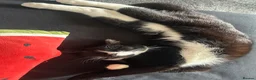 Mixed Breed cats for sale: Bonded pair.  - Advert 9