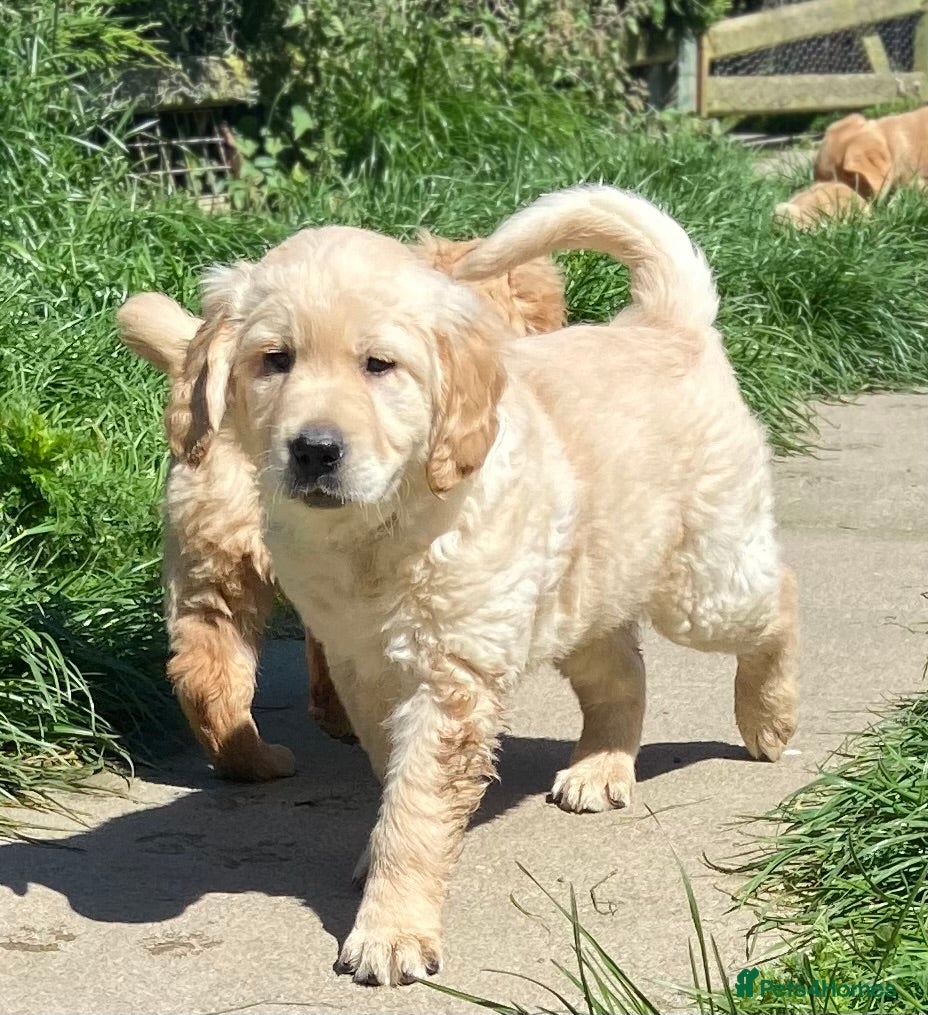 Goldador dogs for sale: Labrador x Golden Retriever puppies  - Advert 1