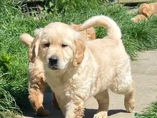 Goldador dogs for sale: Labrador x Golden Retriever puppies - Advert 1