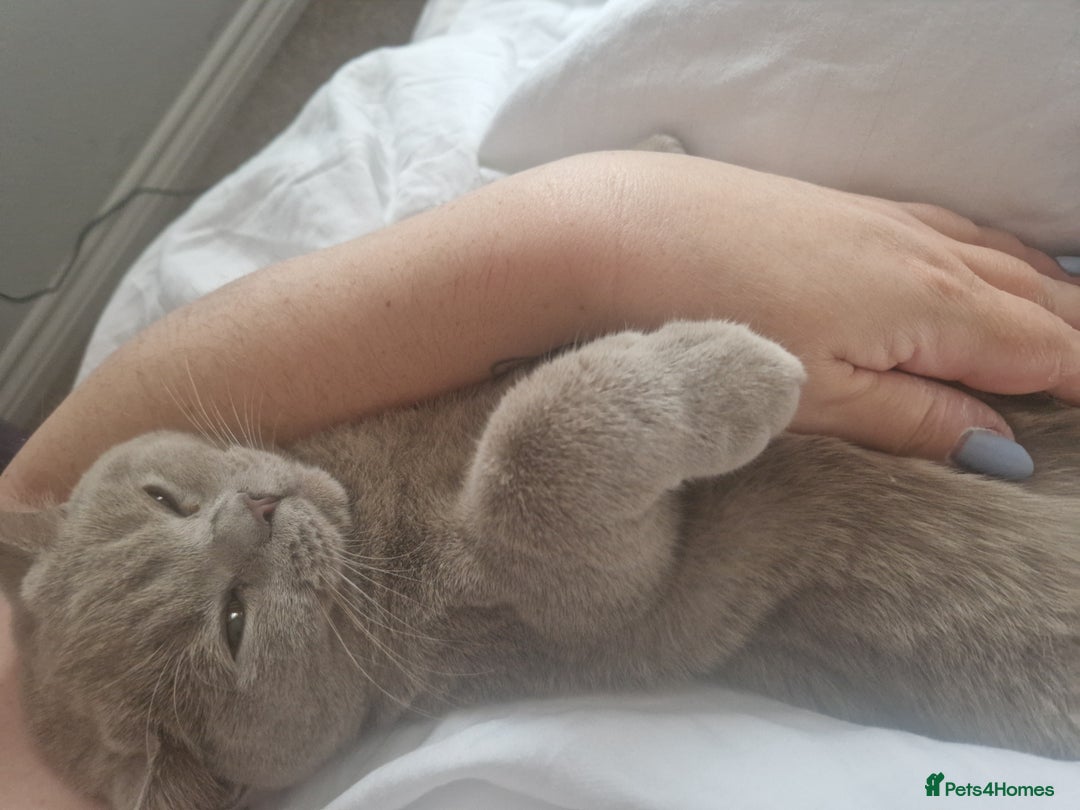 British Shorthair cats for sale: British shorthair kittens  - Image 4