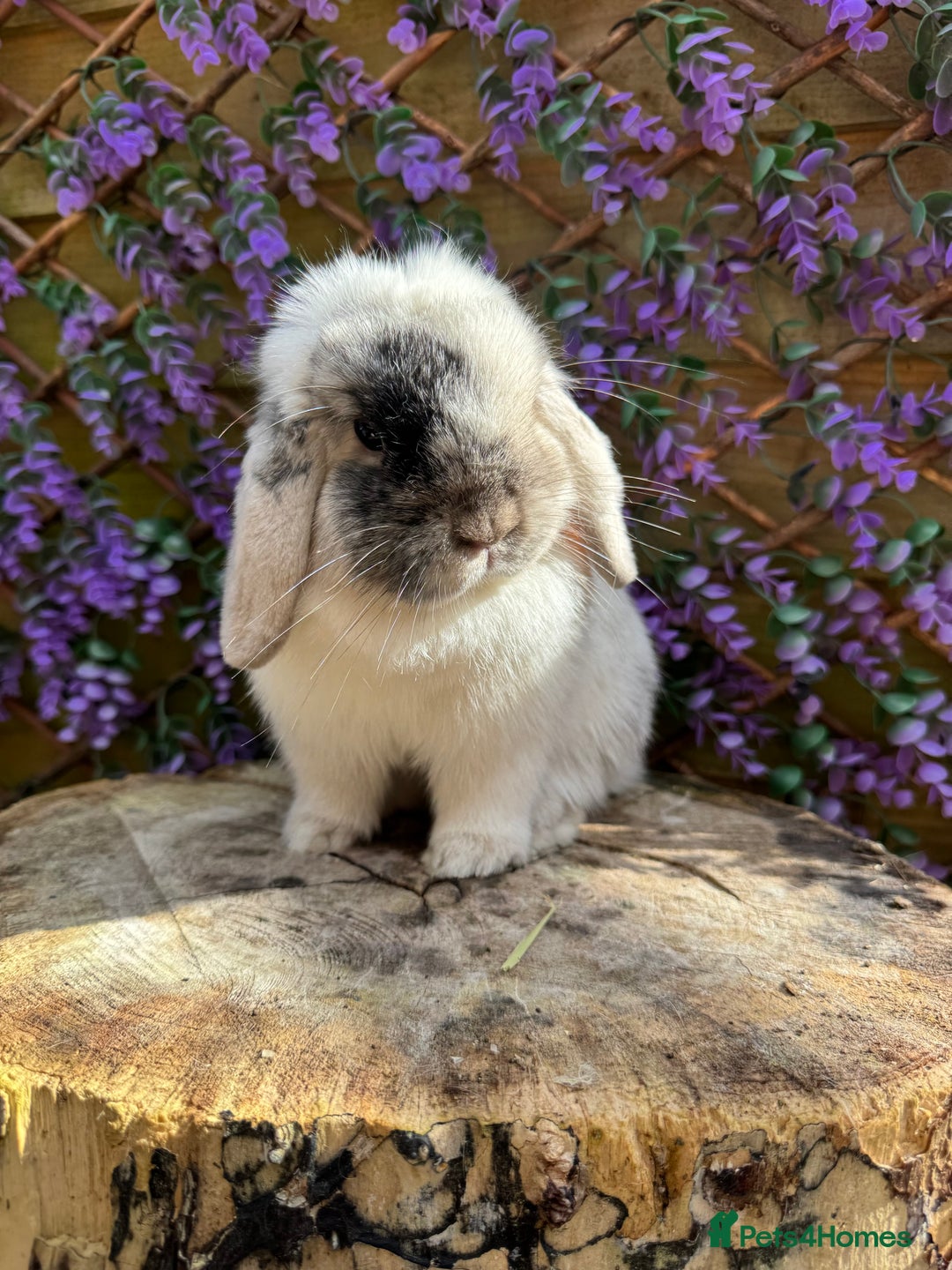 Mini Lop rabbits for sale: Magpie mini lop doe - Advert 4