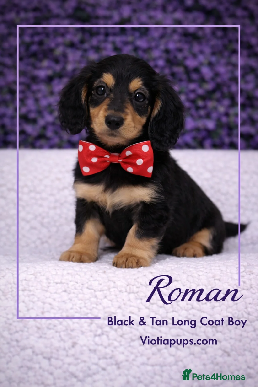 Miniature Dachshund dogs for sale: Ready now KC Miniature Dachshund Puppies - Advert 17