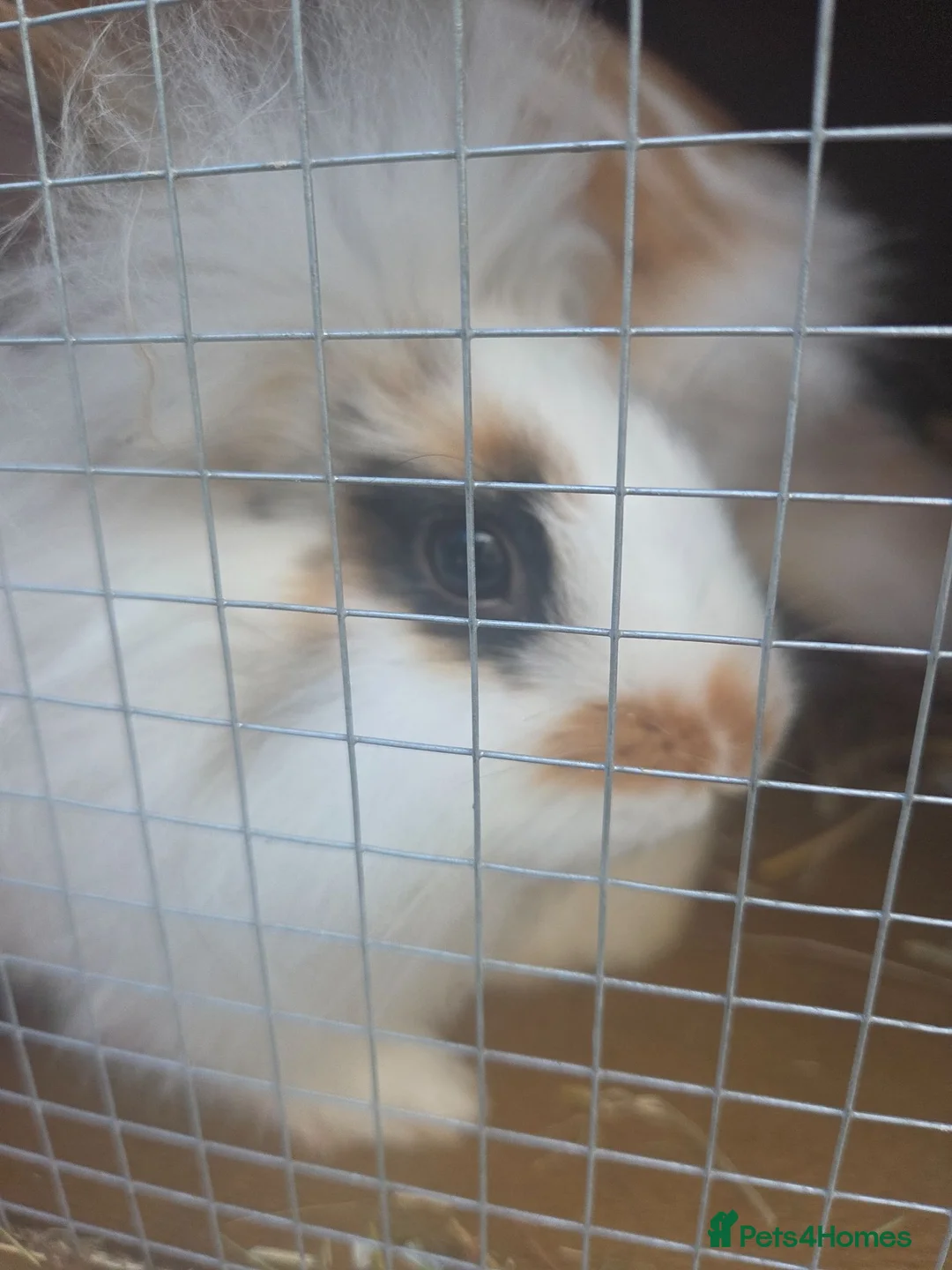 Mixed Breed rabbits for sale: Lion head mixed with mini flop - Advert 7