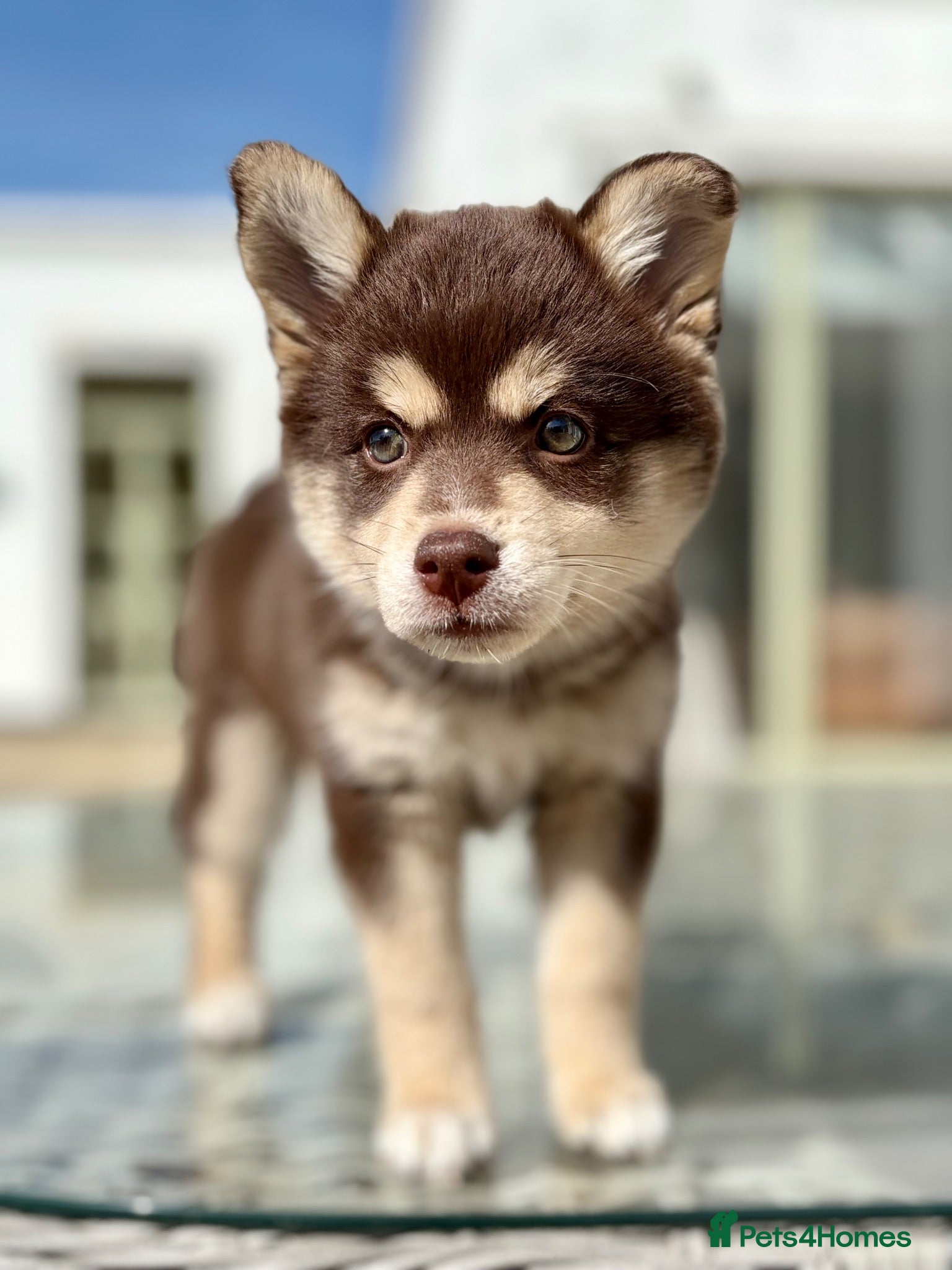 Pomsky dogs Ready to leave  - Advert 1