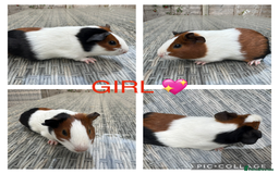 Guinea Pig rodents for sale: Purebred Teddy,Funky+smooth piggy’s (Boys+Girls) - Image 15