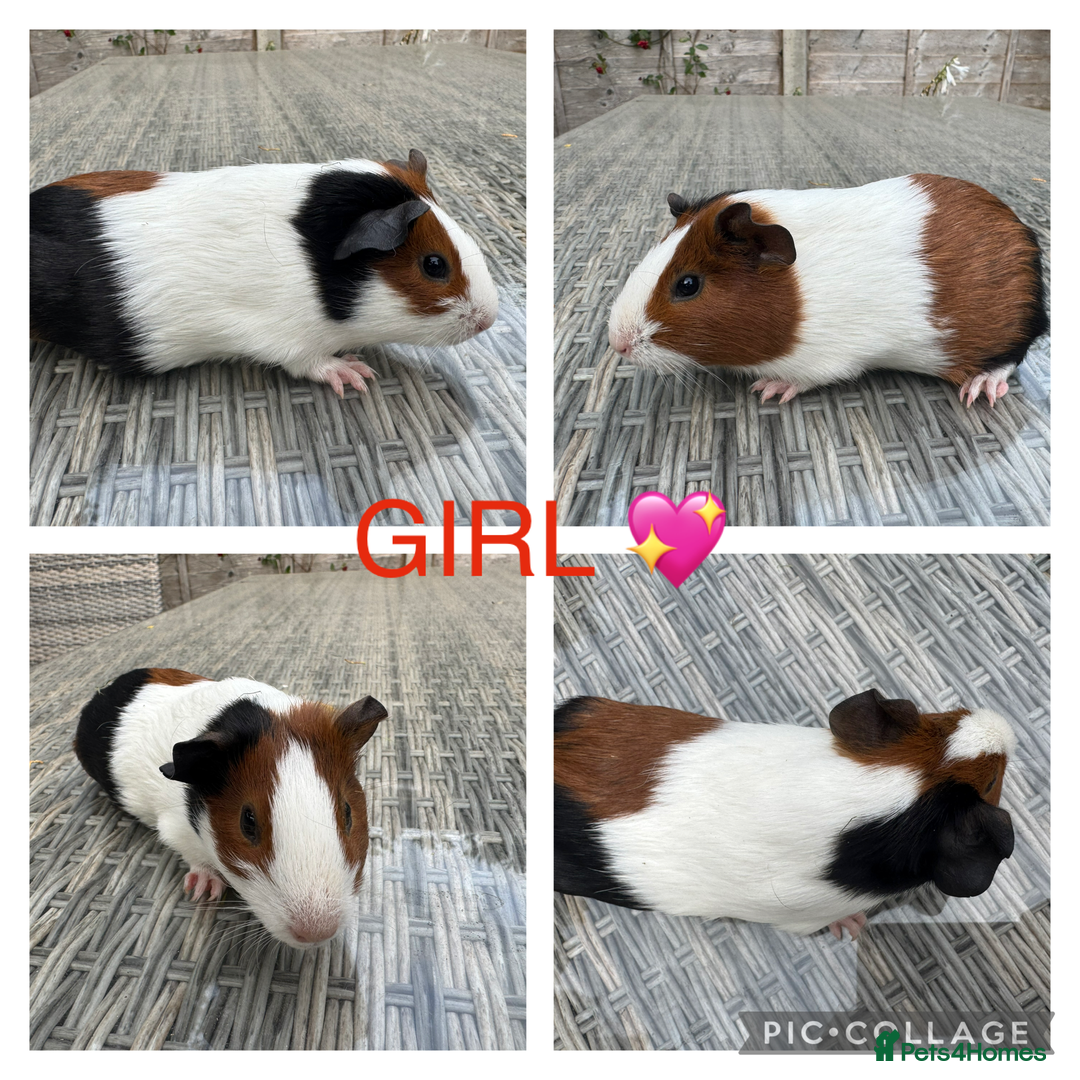 Guinea Pig rodents for sale: Purebred Teddy,Funky+smooth piggy’s (Boys+Girls) - Image 15