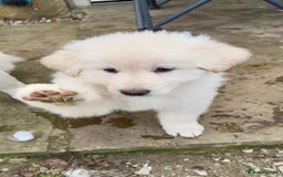 German Shepherd dogs for sale: Very special, super WHITE, LONG HAIRED GSD pups  - Image 11
