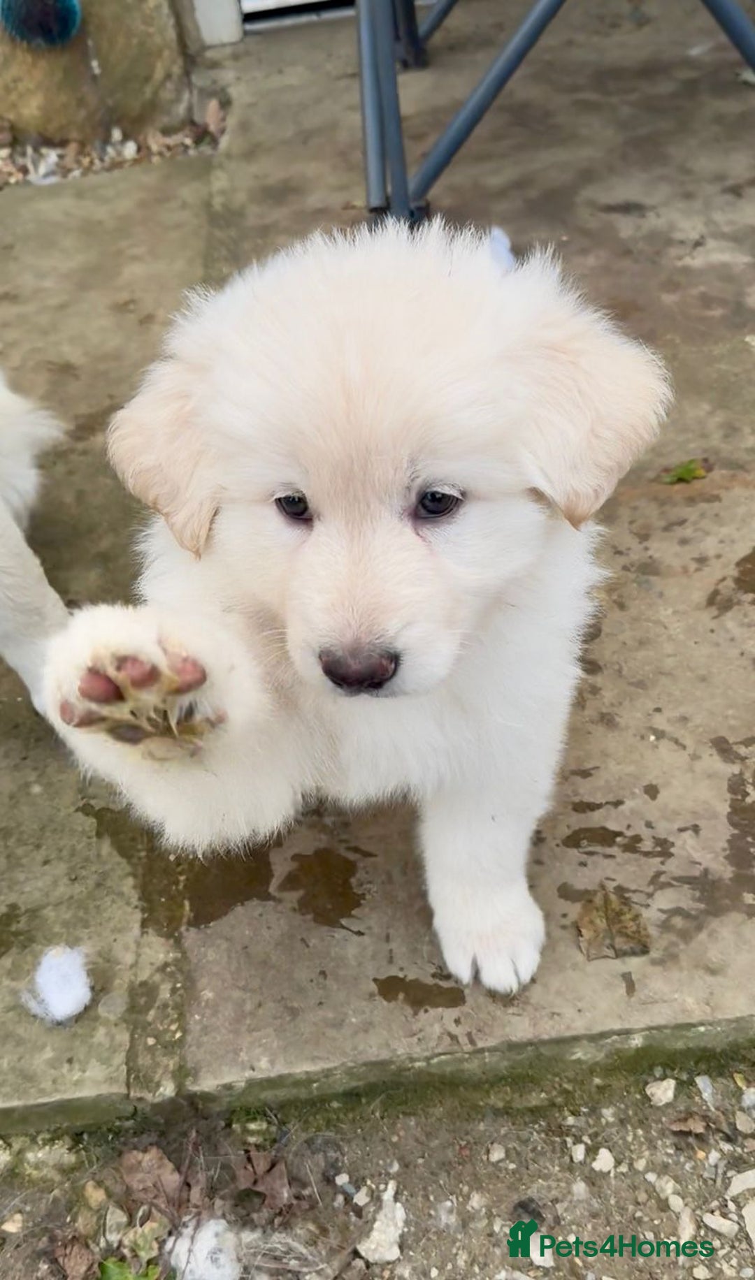 German Shepherd dogs for sale: Very special, super WHITE, LONG HAIRED GSD pups  - Image 11