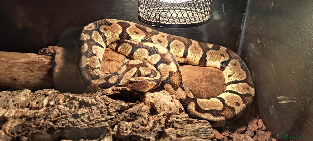 Python Snake reptiles for sale: 2 x royal ball pythons with complete set up - Image 13