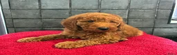 Miniature Poodle dogs for sale: Stunning Fox Red Minature Poodle Pups  - Advert 9