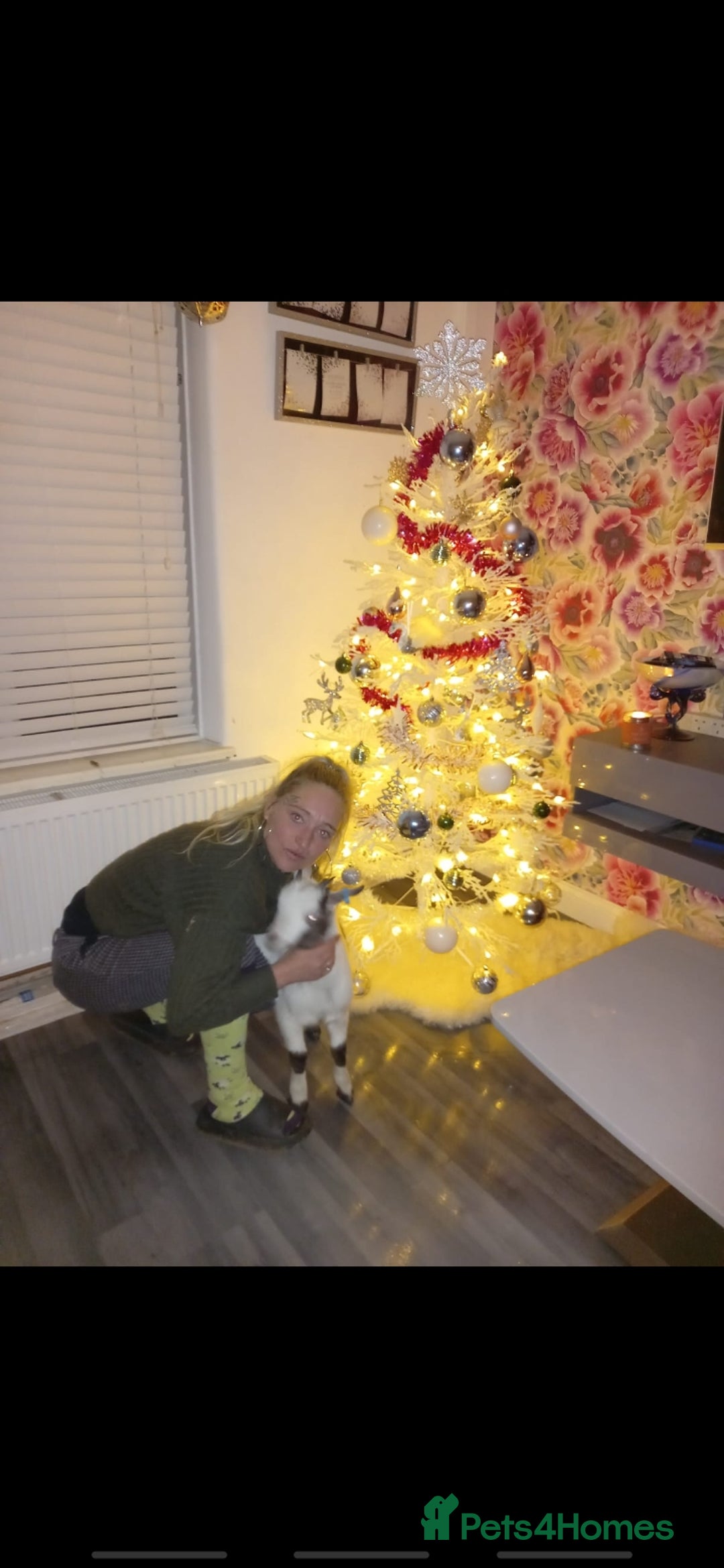 Goats livestock for sale: Wether pigmy goat  - Advert 2