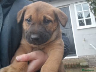 Mixed Breed dogs Dutch shepered X Doberman x malinois puppys - Advert 11