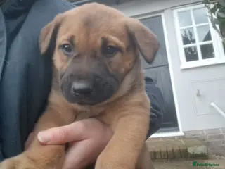 Mixed Breed dogs Dutch shepered X Doberman x malinois puppys - Advert 6
