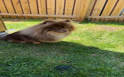Pomeranian dogs for stud: Stud  - Image 1