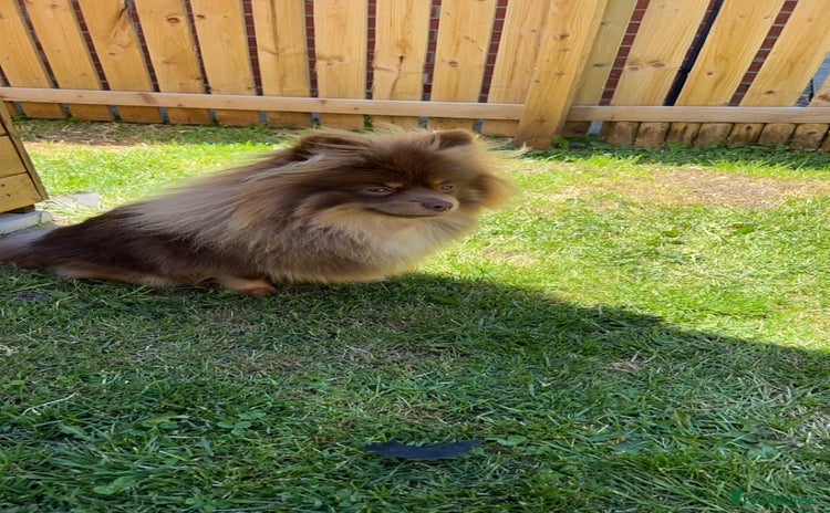 Pomeranian dogs - Advert 3