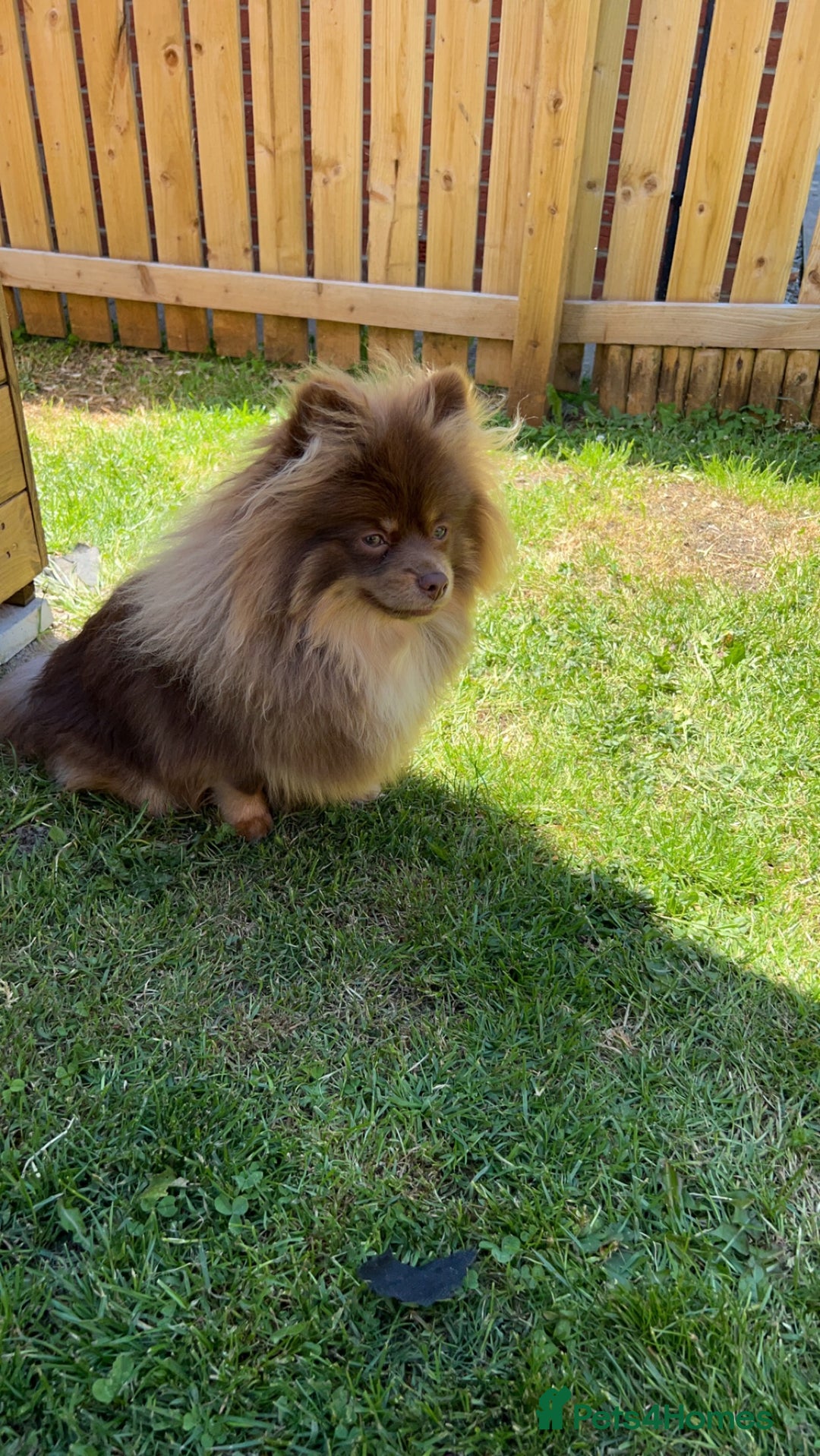 Pomeranian dogs for stud: Stud  - Image 1