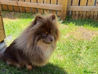 Pomeranian dogs - Advert 10