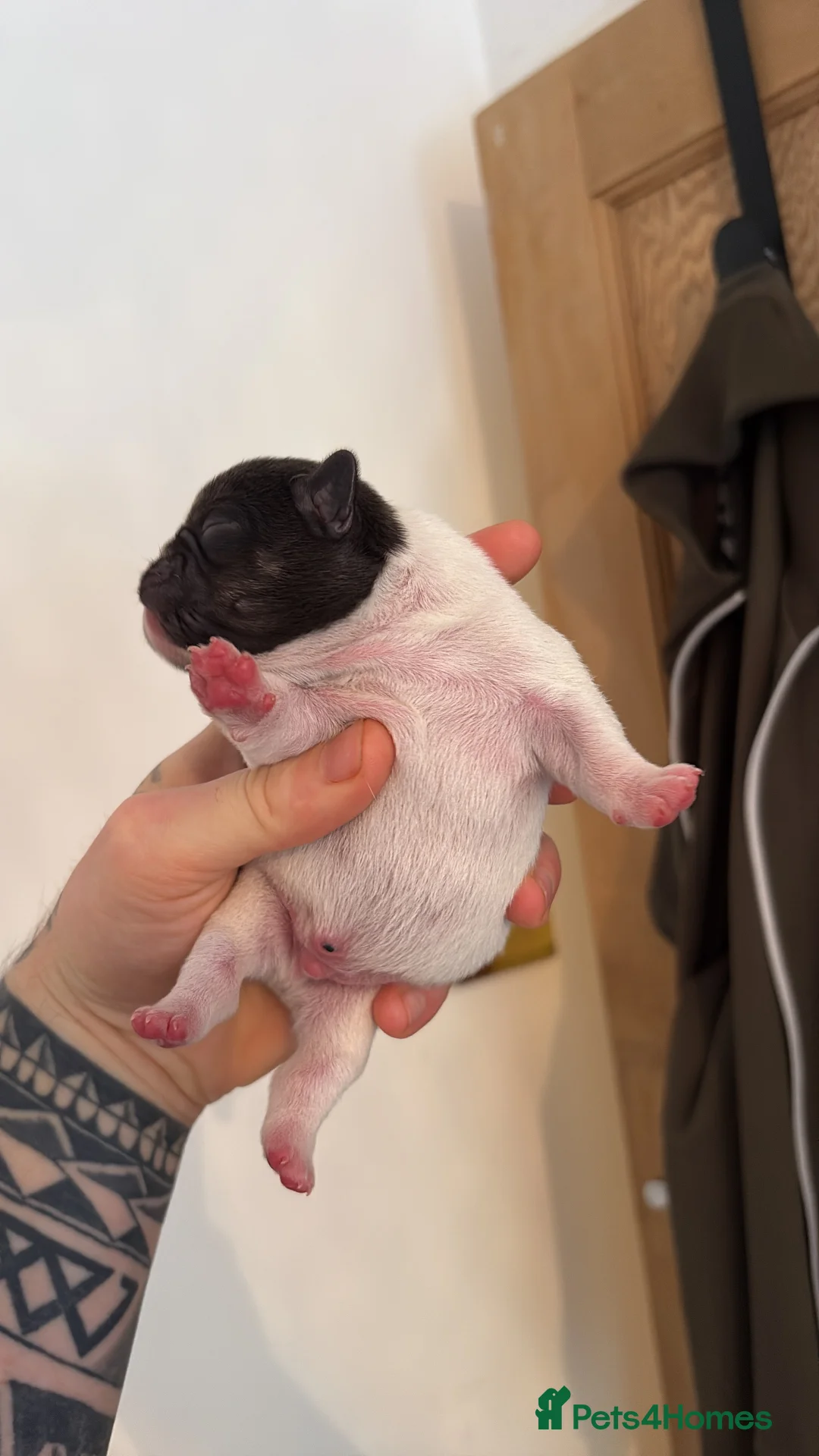 French Bulldog dogs for sale: HIGHLY HEALTH TESTED FRENCHIE PUPS - Advert 10