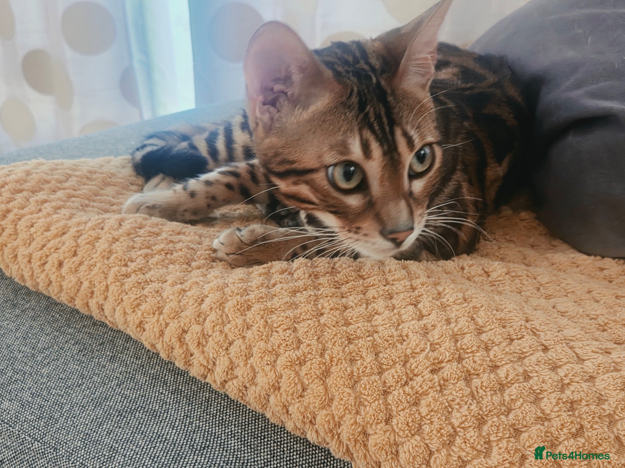 Bengal cats Stunning Bengal Kitten Seeking His Forever Home 🩵 - Advert 13
