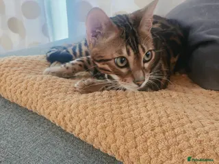 Bengal cats Stunning Bengal Kitten Seeking His Forever Home 🩵 - Advert 13