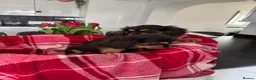 Cavalier King Charles Spaniel dogs for sale: Cavalier king charles - Advert 11