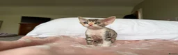 Devon Rex cats for sale: Stunning and Loving Devon Rex Kittens  in Grantham - Advert 4