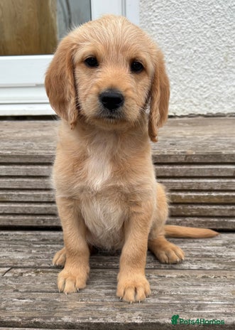 Labradoodle dogs - Advert 1