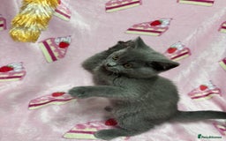 British Shorthair cats for sale: Rainbow litter 🤩🤩💕💕🌈🌈 - Image 7