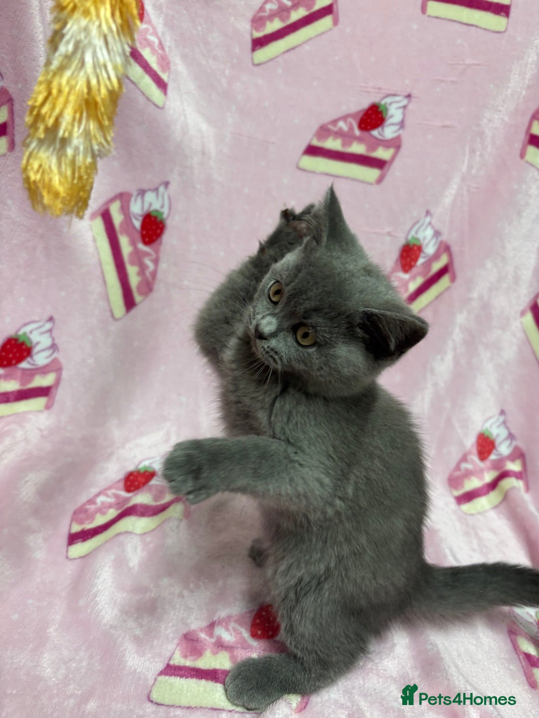 British Shorthair cats for sale: Rainbow litter 🤩🤩💕💕🌈🌈 - Image 7