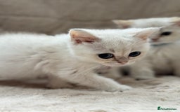 British Shorthair cats for sale: Champion sired Golden Colourpoint Kittens  - Image 19