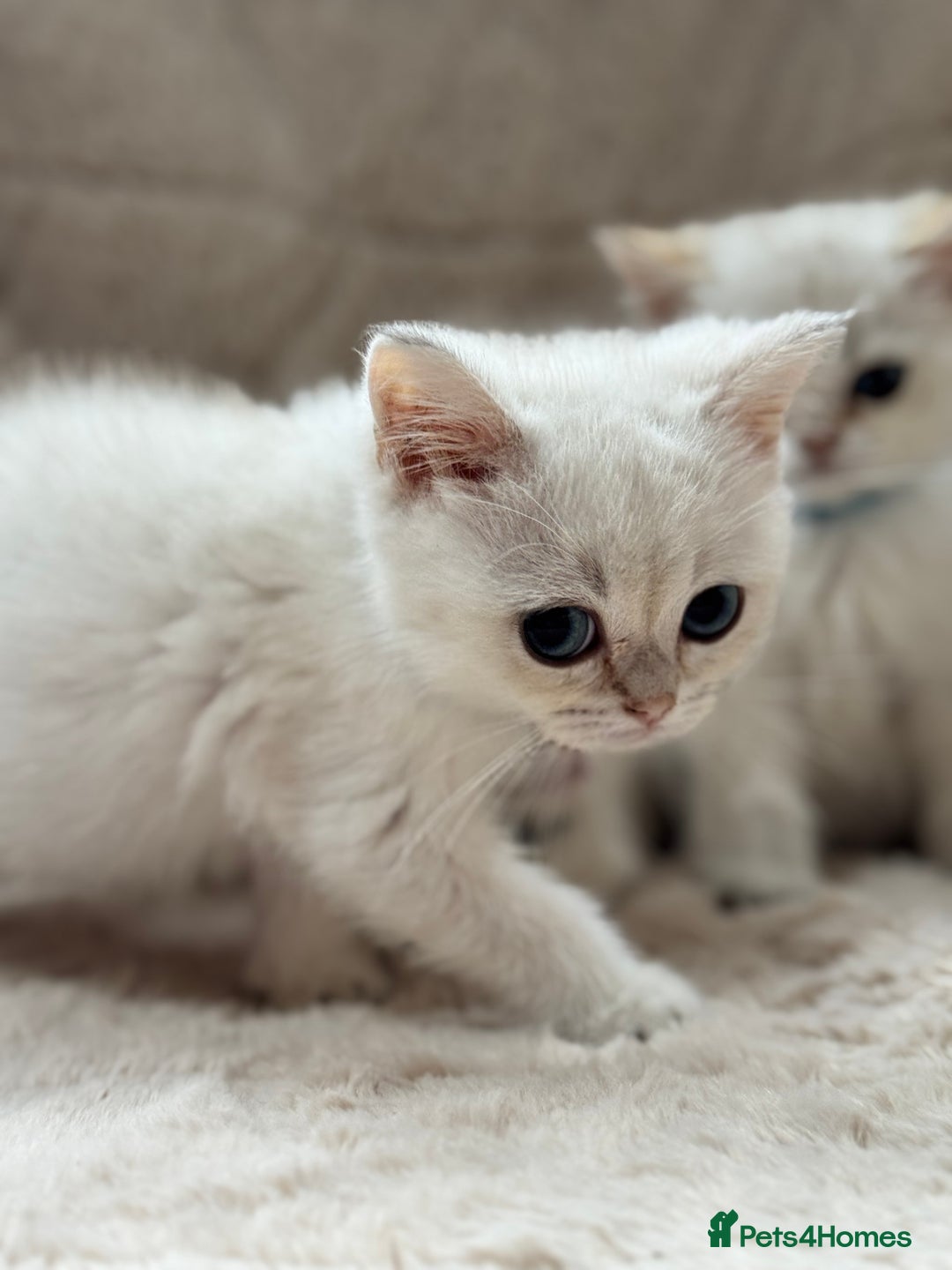 British Shorthair cats for sale: Champion sired Golden Colourpoint Kittens  - Image 19