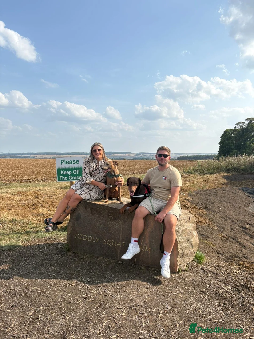 Mixed Breed dogs for sale: Doberman and Doberman x staffy  - Advert 10