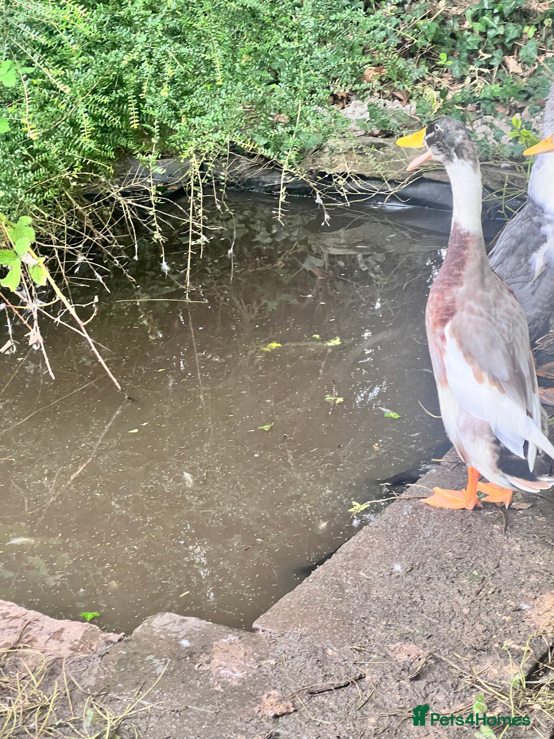Ducks poultry for sale: Indian Runner Drake - Image 3