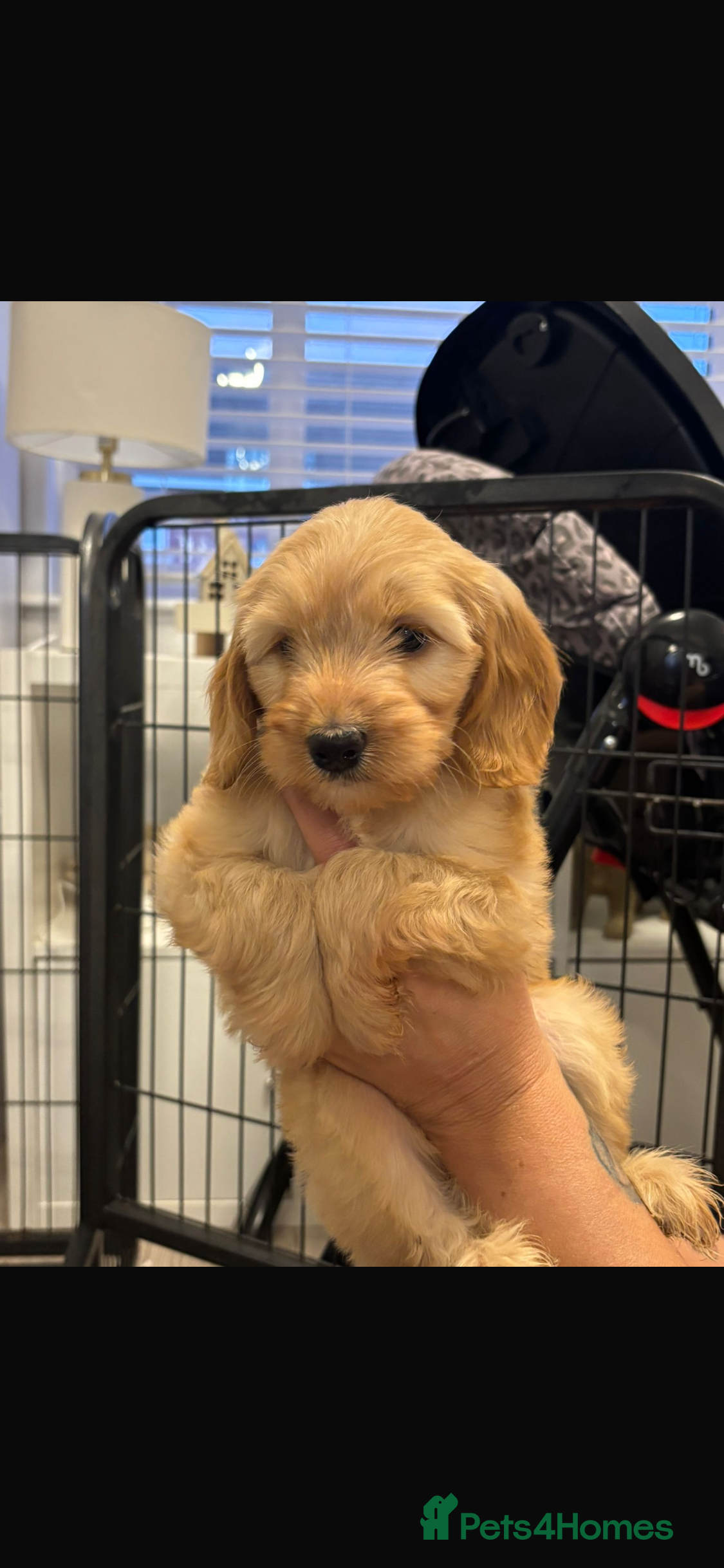 Australian Labradoodle dogs 2 Beautiful Girls left 🤍💜 - Advert 1