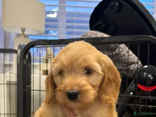 Australian Labradoodle dogs 2 Beautiful Girls left 🤍💜 - Advert 1