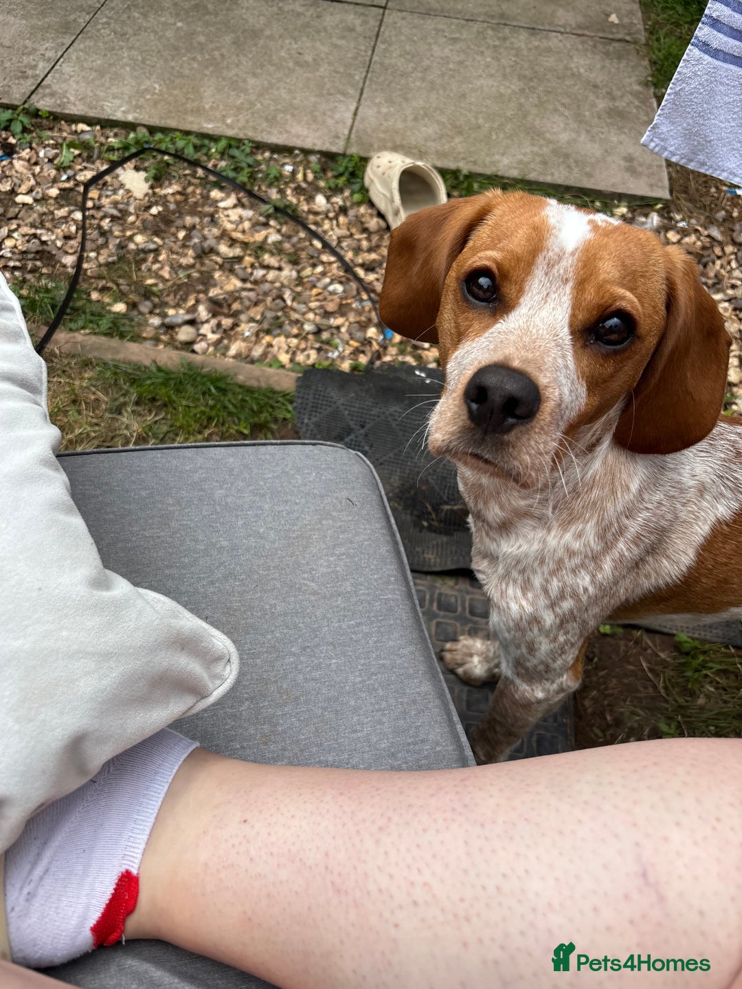 Beaglier dogs for sale: 13 month old beaglier  - Advert 20