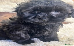 Shihpoo dogs for sale: stunningly gorgeous shihpoos - Advert 8