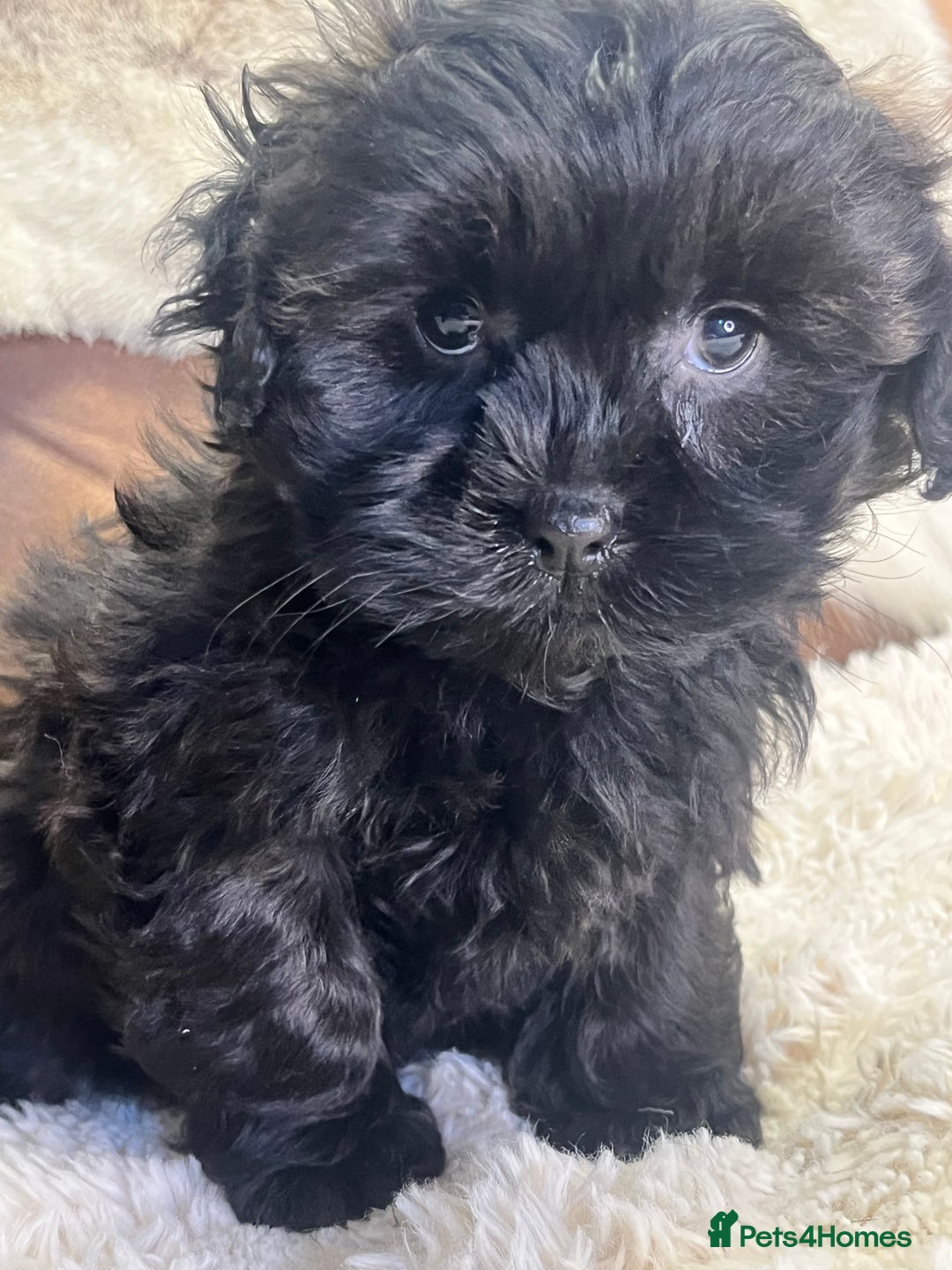 Shihpoo dogs for sale: stunningly gorgeous shihpoos - Advert 8