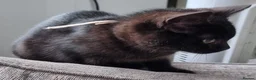 Mixed Breed cats for sale: Female kittens available  in Walsall - Advert 10